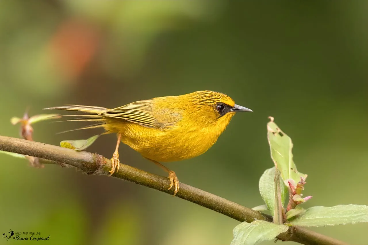 Golden Babbler perched in Sikkim forest