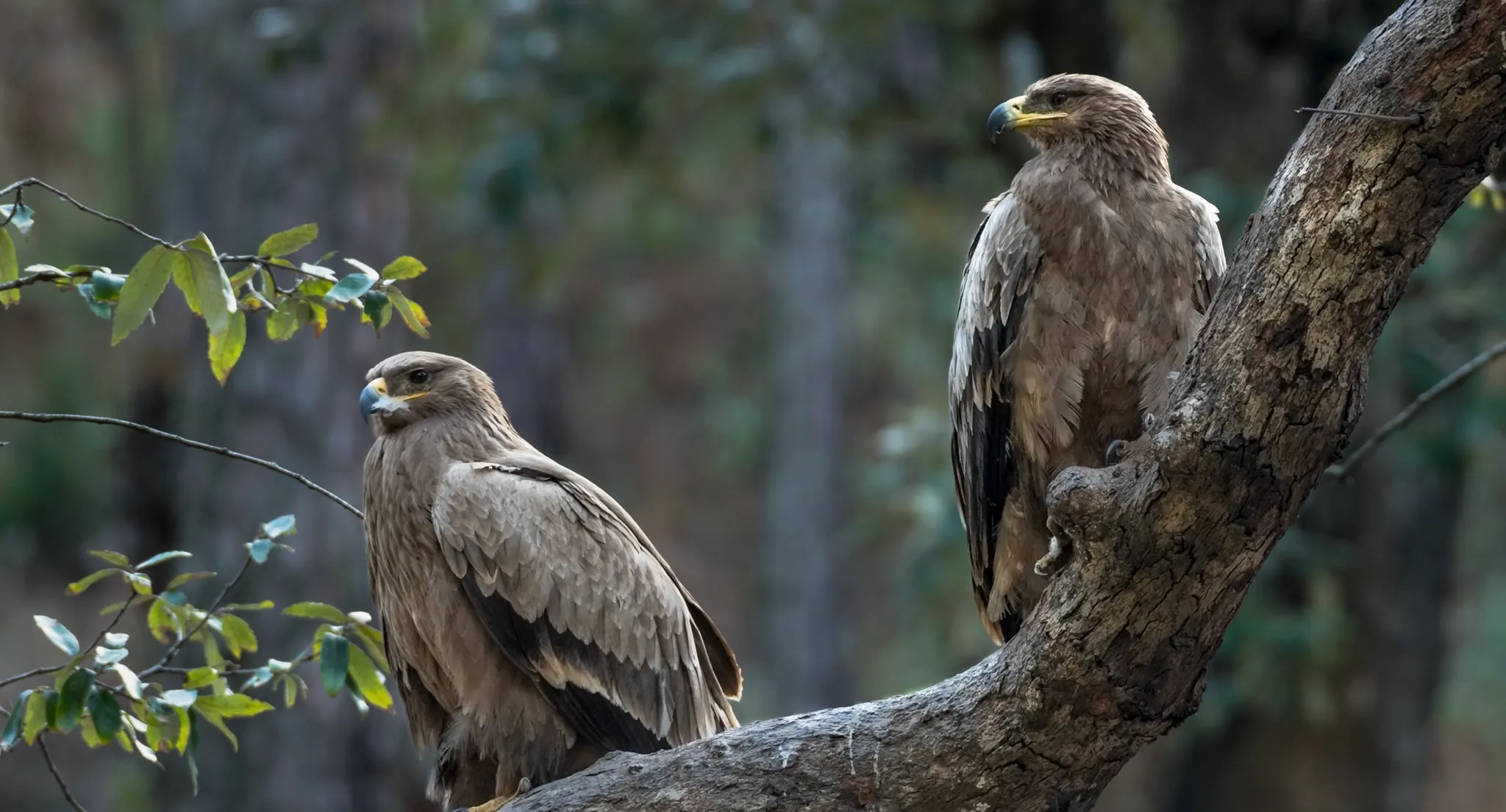 Golden Eagle pair soaring over Nubra Valley