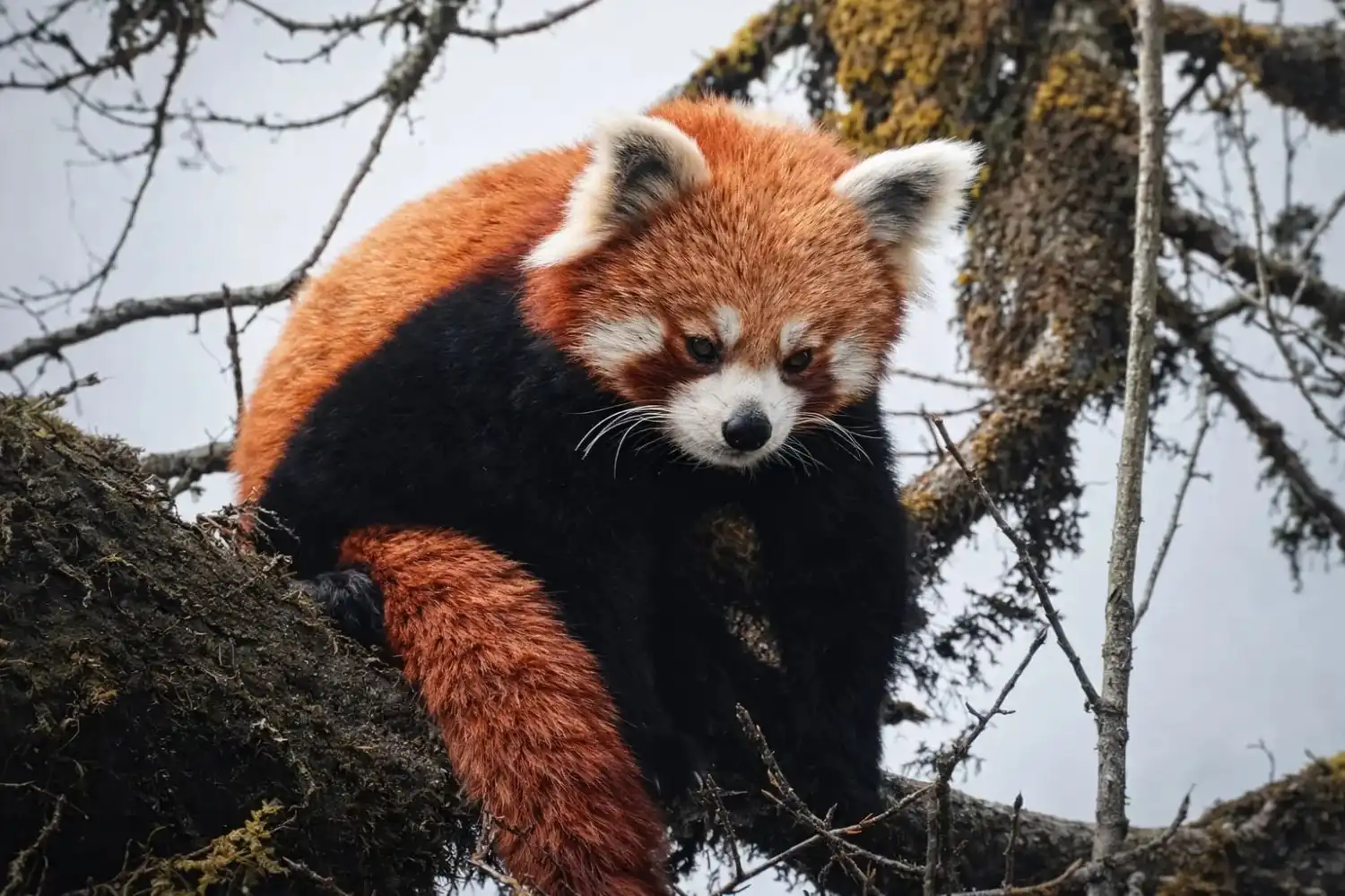 Panda & Avifauna Explore Camp
