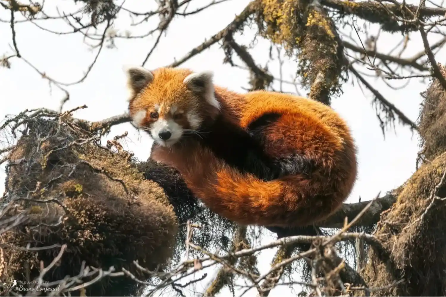 Red Panda