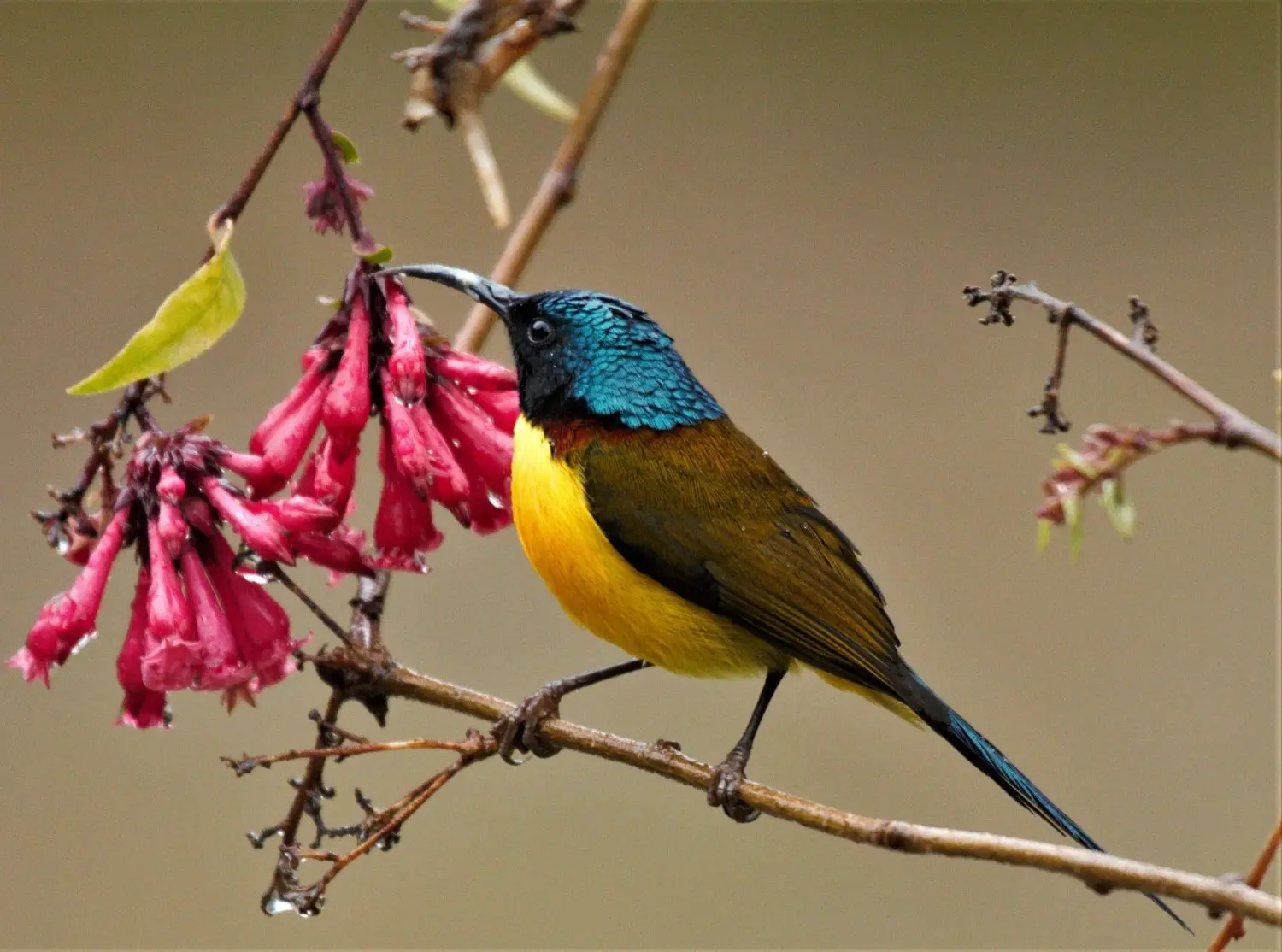 Himalayan Sunbird feeding on nectar